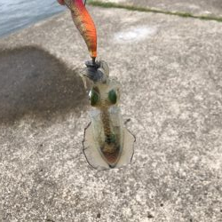 アオリイカ新子調査