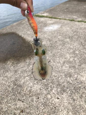 アオリイカ新子調査