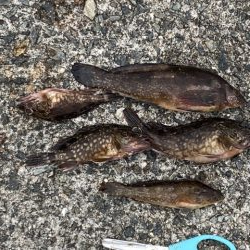 17センチアイナメ