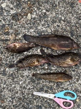 17センチアイナメ