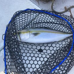 青物釣り