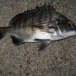 久しぶりのチヌ