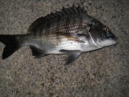 久しぶりのチヌ