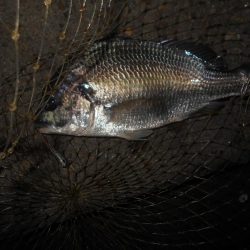 シーバス狙いでしたが…