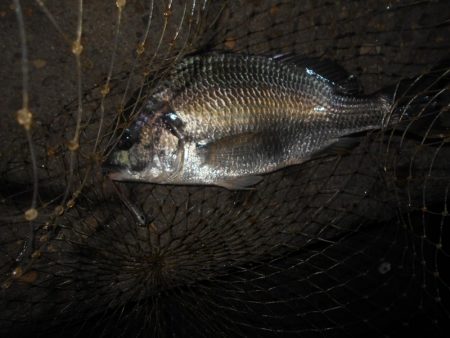 シーバス狙いでしたが…