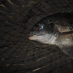 リフト＆フォールでヒット