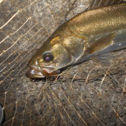 まだまだ低活性か？