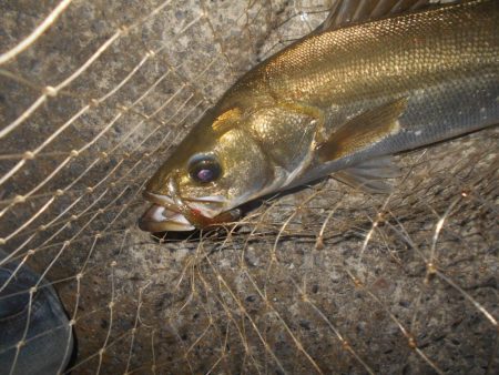 まだまだ低活性か？