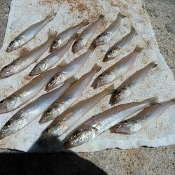 播磨新島のキス調査