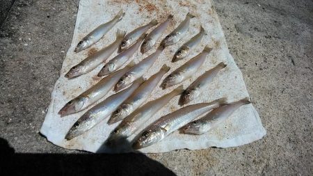 播磨新島のキス調査