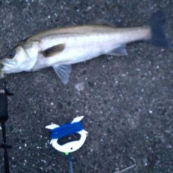 久々のシーバス