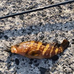 今年初アコウ連続ヒット！