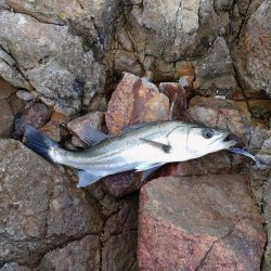 久しぶりのﾙｱｰ