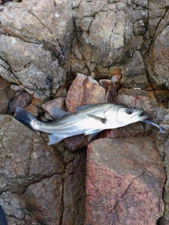 久しぶりのﾙｱｰ