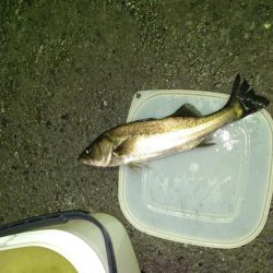 ナイトルアーフィッシング