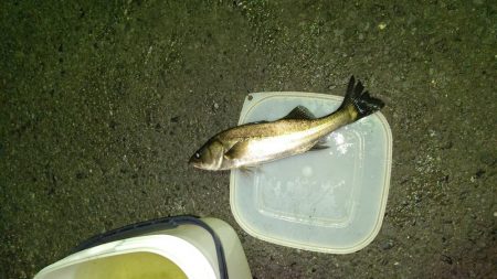 ナイトルアーフィッシング