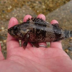 初場所で穴釣り