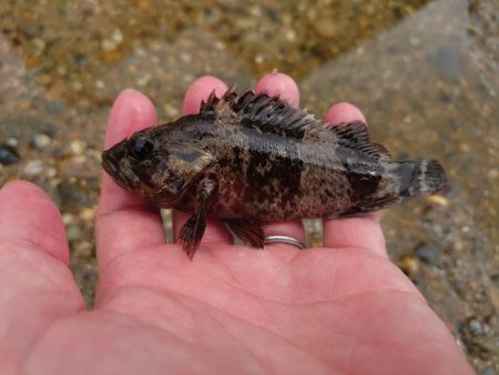 初場所で穴釣り