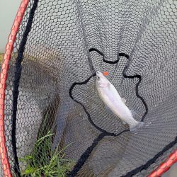 フィッシングフィールド中津川で管釣り