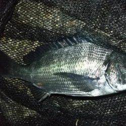 雨のやみ間に護岸際で