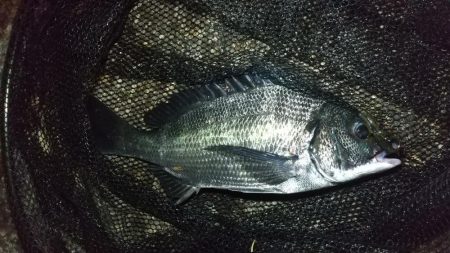 雨のやみ間に護岸際で