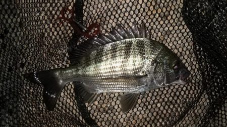 ストラクチャー際でステイ