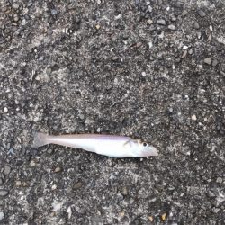 久しぶりの淡路島釣行