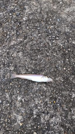 久しぶりの淡路島釣行