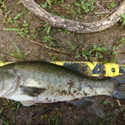 お昼間前に50UPをゲット!