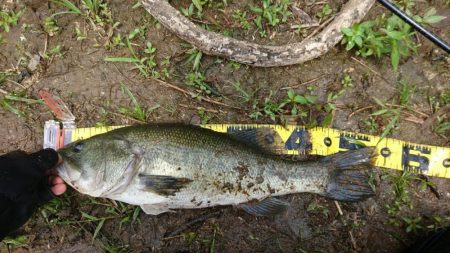 お昼間前に50UPをゲット！