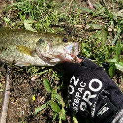 ソフト系ルアーで足元のボトム狙い