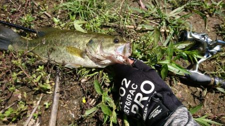 ソフト系ルアーで足元のボトム狙い