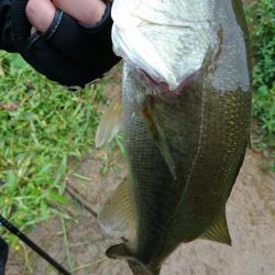 午前中のサイトフィッシング