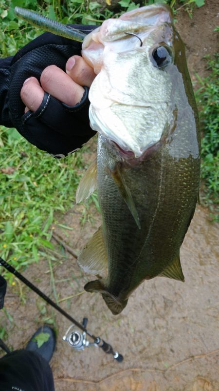 午前中のサイトフィッシング