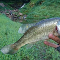 ランガンで計13匹