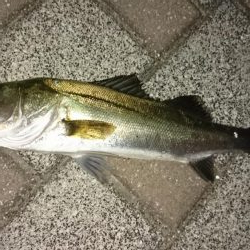 生きた魚には勝てません