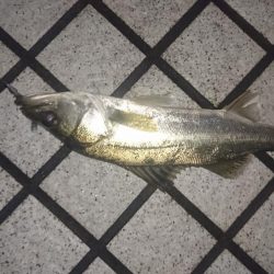 イナッコ達の帰宅