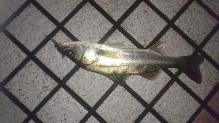 イナッコ達の帰宅