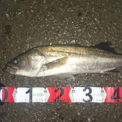 雨・濁り・大潮