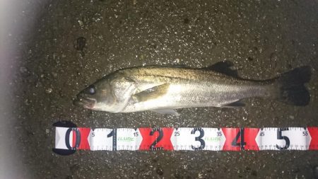 雨・濁り・大潮