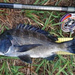 朝のテトラ前打ち