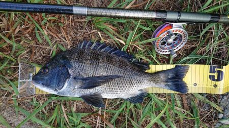 朝のテトラ前打ち