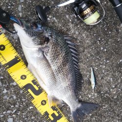 ぶら河川調査!!