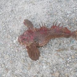 ブラクリ仕掛けで高級魚！