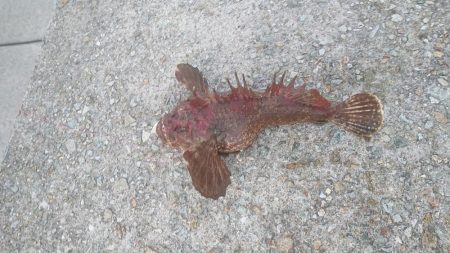 ブラクリ仕掛けで高級魚！