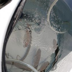 垂水一文字で探り釣りとサビキ釣り