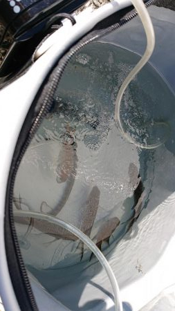 垂水一文字で探り釣りとサビキ釣り