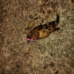 ロックフィッシュ