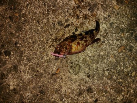 ロックフィッシュ