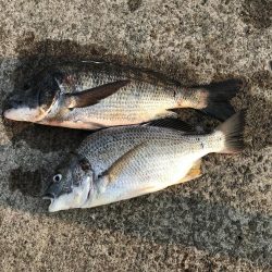 ヘチ釣りでチヌとキビレ！